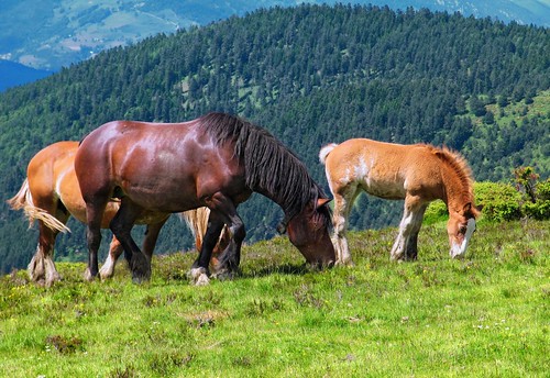 horse pyrénées pyrenees pirineos french coldazet vallouron animal grassland pasture hautespyrénées midipyrénées landscape pantchoa françoisdenodrest
