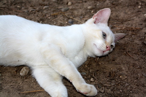 Irving, gatito Siamés Cream Point cariñosón nacido en Marzo´14 en adopción. Valencia. ADOPTADO. 14886405235_6a8f9d3414