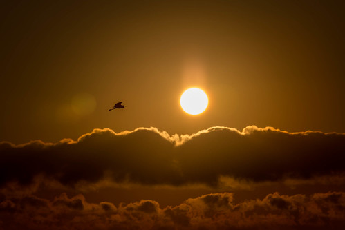 sardegna morning light italy sun bird silhouette clouds sunrise canon pond italia sardinia alba outdoor flight fair volo goldenhour controluce stagno