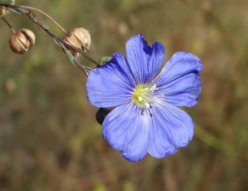 plant flower flora desert wyoming blueflower linum linaceae blueflax