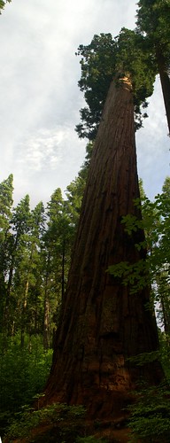 california park trees giant big state grove arnold north empire sequoia calaveras