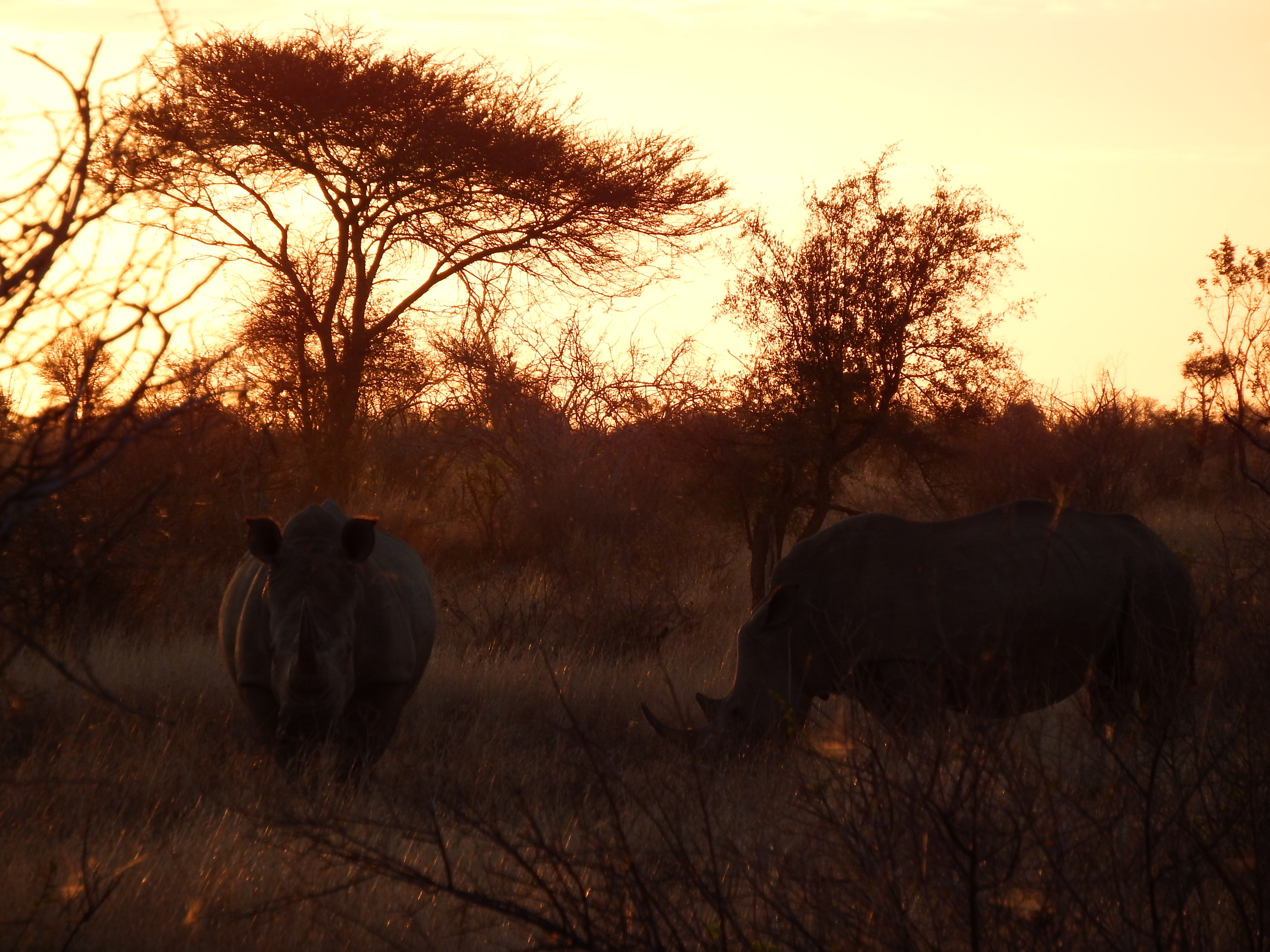 Cuatro Días Por El Sur De Kruger. - Sudáfrica 2014: Ballenas Y 8 Días En Kruger (10)