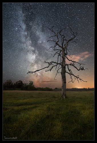 nightphotography tree night stars nightscape astrophotography astronomy fortress kalmar öland oland astroscape tannerstedtphotography tannerstedt