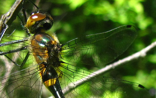 dragonfly pa emerald dorocordulialibera susquehannacounty florenceshellypreserve dorocordulia