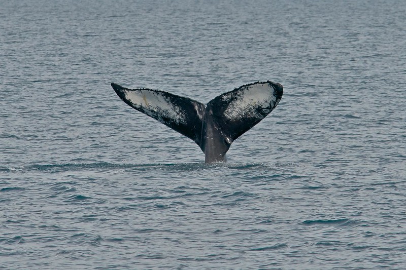 Tale of a Humpback Whale - Kenai Fjords National Park
