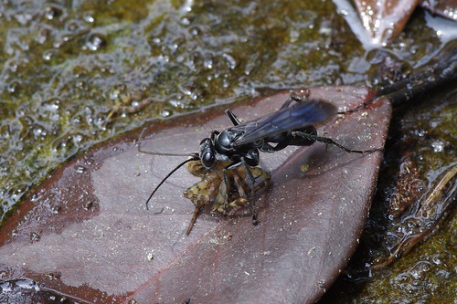 一隻奧溝蛛蜂（Auplopus sp.）在溪邊捕獲了蜘蛛，正在肢解牠的足。（圖片攝影：李鍾旻）