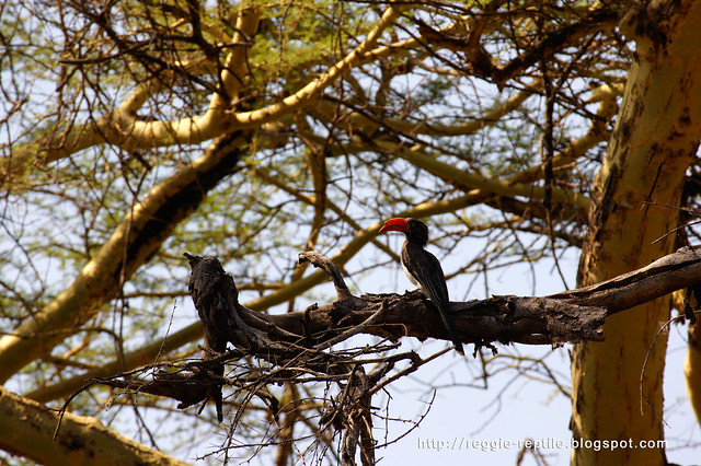 冠犀鳥，Crowned hornbill