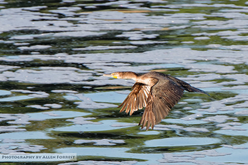 bird cormorant florida palatka rodman wildlife interlachen unitedstates