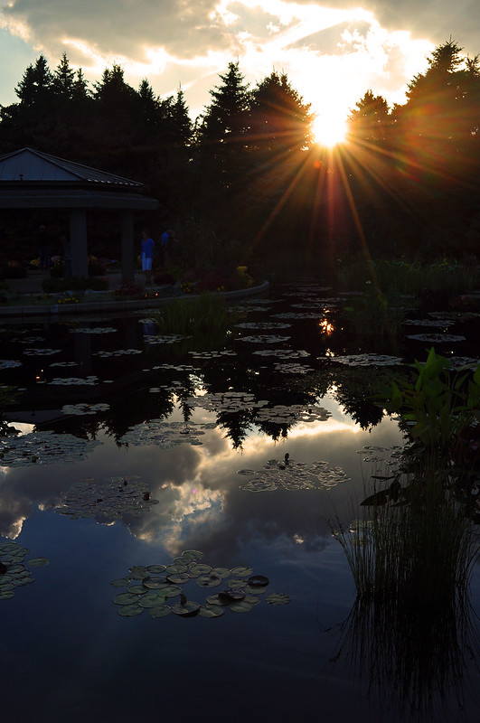 Monet Pool Reflections (3)