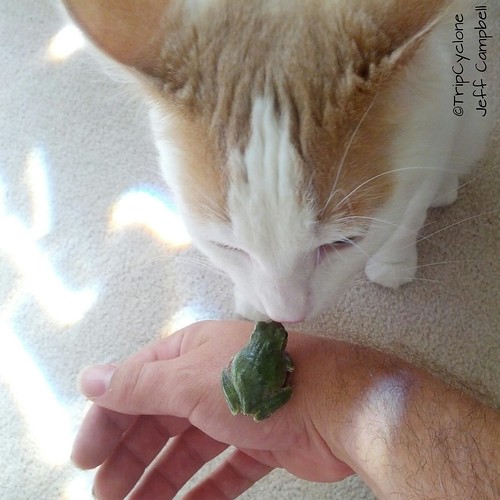 bridge cat kitten feline frog treefrog hoohaa52 instagram hh52y428