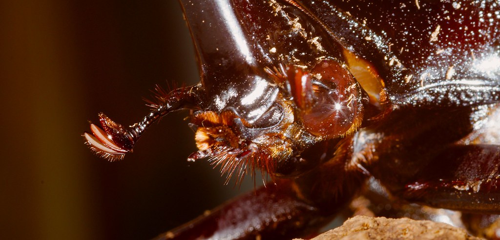 Atlas Beetle (Chalcosoma atlas)_9_v2