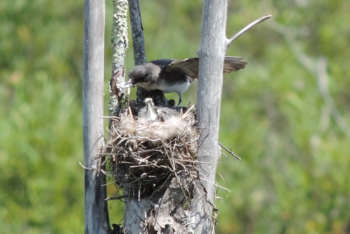Kingbird feeding
