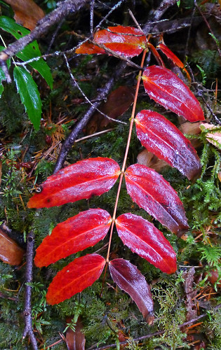 leaves Washington Cascades 2014_0133