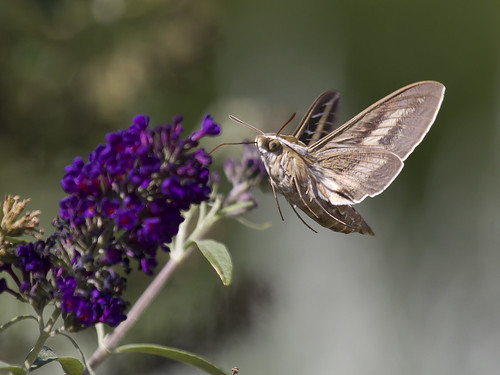 arizona sphinx insect moth hyleslineata sphinxmoth hummingbirdmoth whitelined whitelinedsphinxmoth canont2i