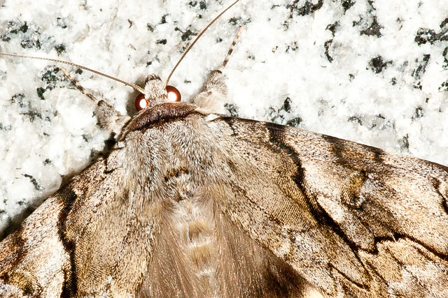 オオシロシタバ Catocala lara
