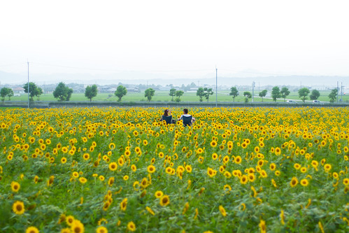 park japan sunflower