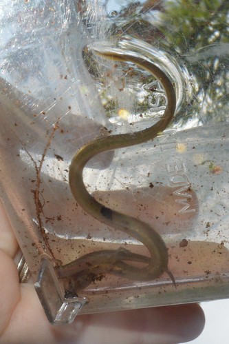 Young fgreshwater eel