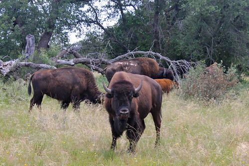 buffalo texas fortchadbourne