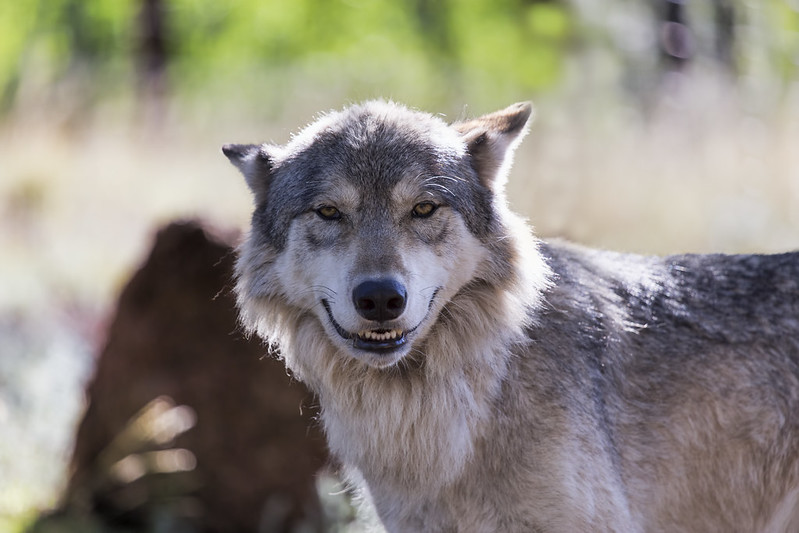 Wolf's smile