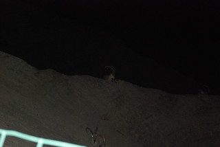 En Guedi Spa, Parque Nacional de EnGuedi y Mar Muerto - A la búsqueda de la piedra antigua. (24)