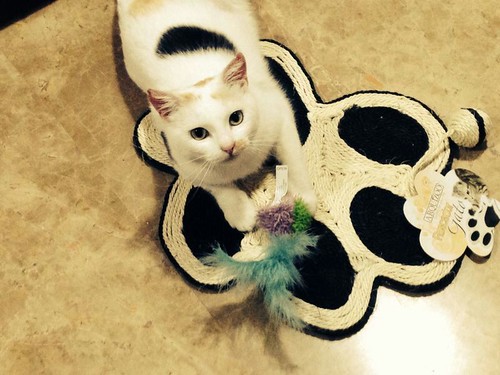 Michi, gatita tricolor muy blanca, una monadita nacida en Mayo´12 necesita hogar. Valencia. ADOPTADA. 14580106104_4129fcfe3a