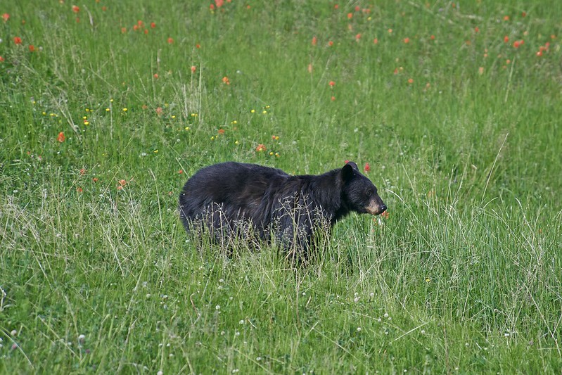 Black Bear - Jasper National Park