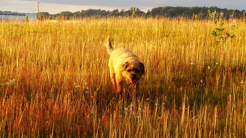 sunset wild dog flower grass skyline meadow surrey naturereserve bow redhill watercolour sunlit borderterrier goldenboy