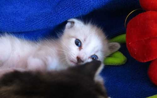 Shamu, gatito cruce siamés de ojazos azules, nacido en Julio´14, en adopción. Valencia. ADOPTADO. 14790436663_4714ea5d13