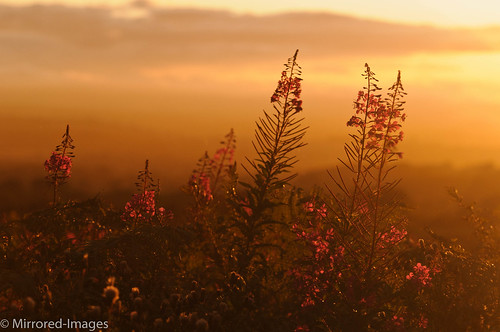 light summer colour nationalpark wildflowers northyorkmoors northyorkshire eveninglight chamerionangustifolium rosebaywillowherb