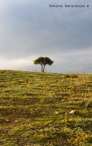 sunset tree green clouds grey afternoon country hill lawn mediterraneanscrub