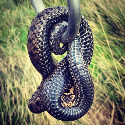 Probably the most photogenic #adder in the world.  #snake #reptile