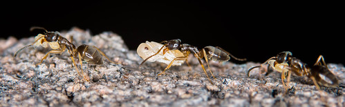 bug insect ant northcarolina bugs ants cary larvae