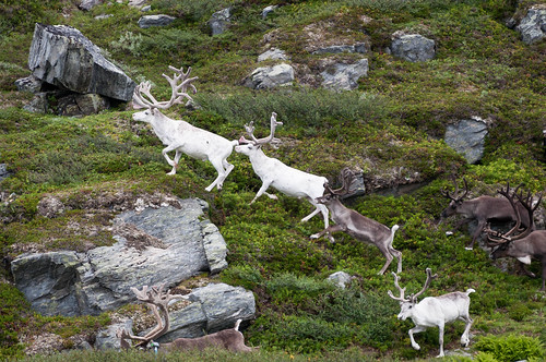 reindeer alta rein finnmark