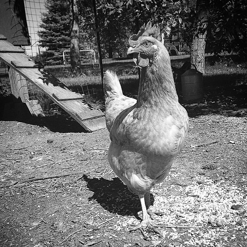 1940's chicken