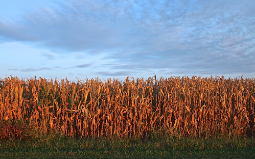 blue sky brown green field clouds illinois corn cornfield harvest september springfield 2014