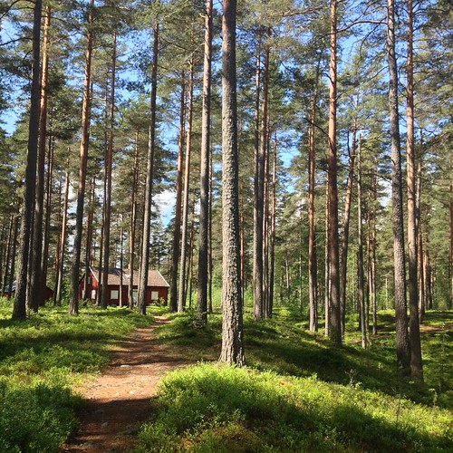 schweden trail skog sverige wald trailrunning hagfors iphone4s