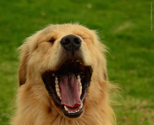 Laughing dog.