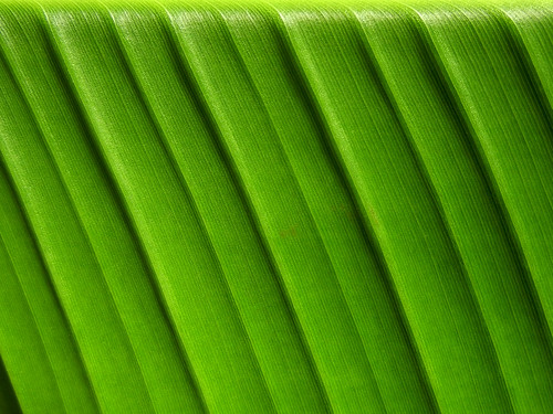 park green monochrome leaf indianapolis indiana conservatory garfieldpark 2014