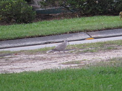 Eurasian Collared-Dove - Louisiana by SpeedyJR