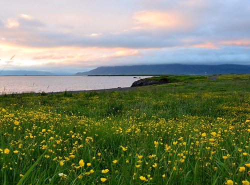 sunset yellow iceland islandia cloudy meadow reykjavik laugarnes ísland islande