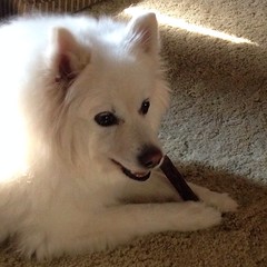Sammy loves his Etta Says deer chew! Thanks @barkbox #ilovemydogs #dogsofinstagram #eskie #americaneskimodog