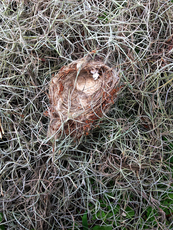 nest in Spanish moss