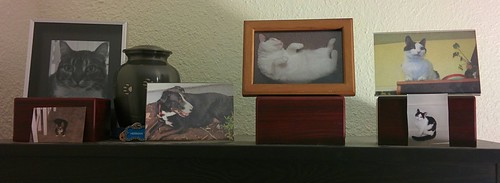Pet memorial. All gone within  the last 2 years, after having managed to avoid a pet death for the prior 16.