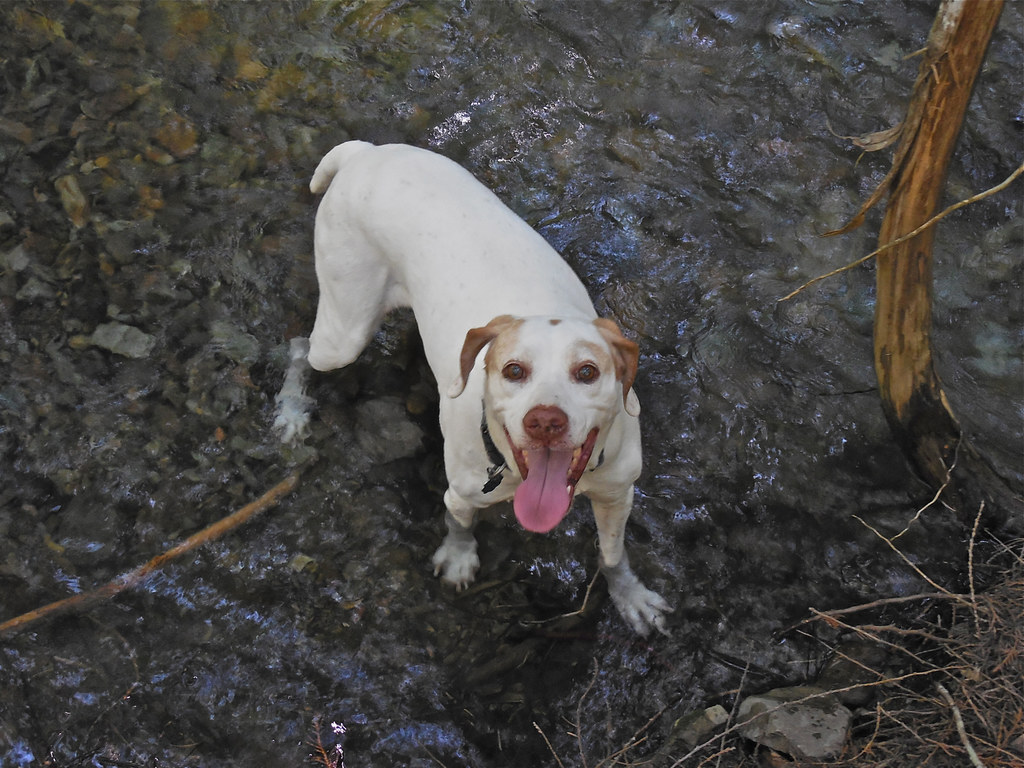 Happy trail dog