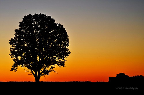 sky tree silhouette sunrise nikon