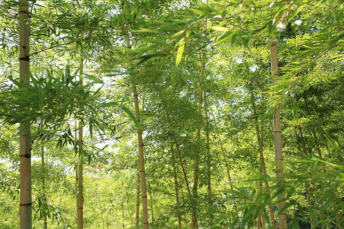 bamboo bamboogrove