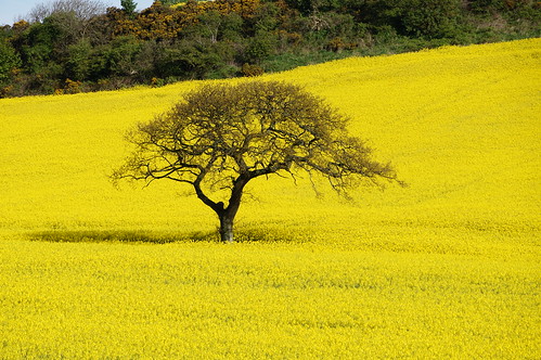 tree nature field yellow bright lonely landsape