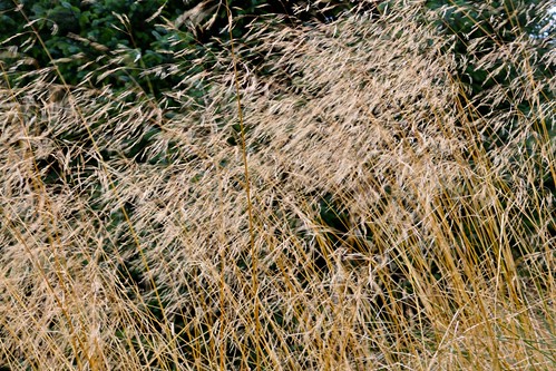 brown blur green grass yellow forest woodland golden movement wind move seeds plans breeze grassland