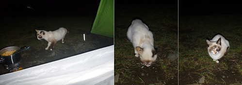 camping camp nature animal cat 北海道 日本 留萌市