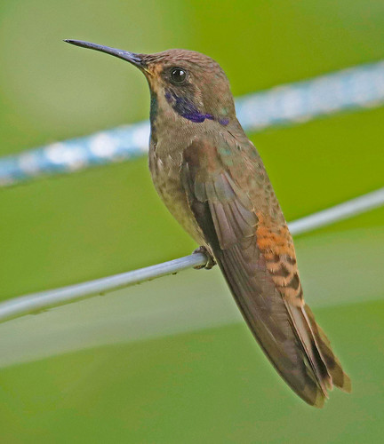 170226 2017 apodiformes brownvioletear buenaventurareserve colibri colibridelphinae ecuador hummingbird trochilidae violetear